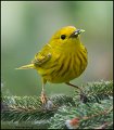 _1SB4505 yellow warbler